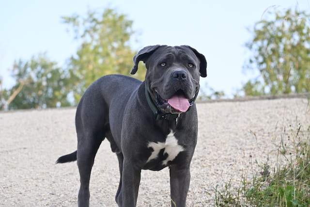 MASTINO NAPOLETANO 5 Razas De Perros Potencialmente Peligrosos PPP